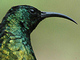 Bronze Sunbird