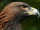 Golden Eagle