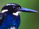 Silvery Kingfisher