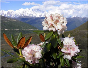 Rododendron