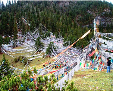 Sacred Forest