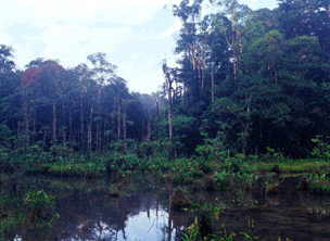 Rainforest Picture - www.protect-rainforests.org