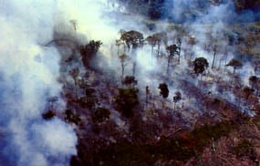 Rainforest burning