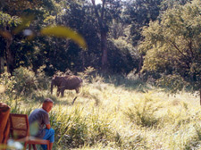 Birds, Butterflies & Elephants