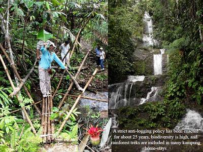 Rainforest Treks