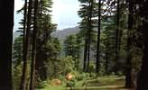 Forests
