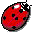 and another Ladybird