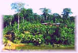 Visit La Laguna del Lagarto Ecolodge !