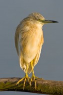 1.i2 - Squacco Heron