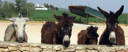 3c - Donkey Refuge