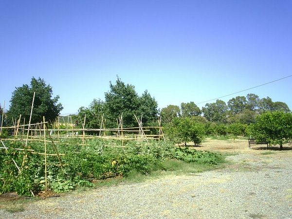 3i - Organic Vegetables