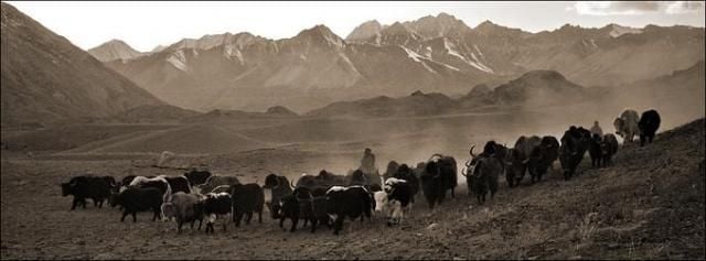 Yak herd in Broghil, the Eastern Pamir region